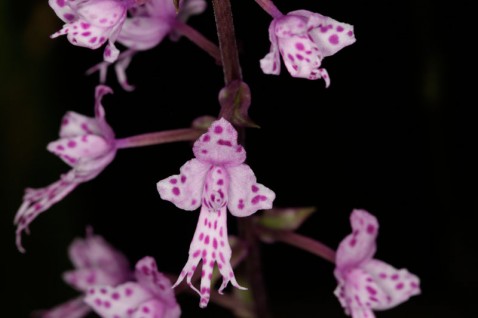 Stenoglottis longifolia