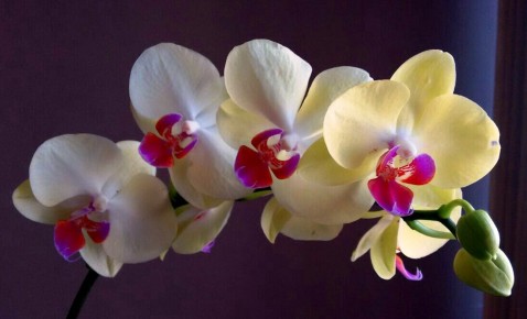 Phalaenopsis híbrida.