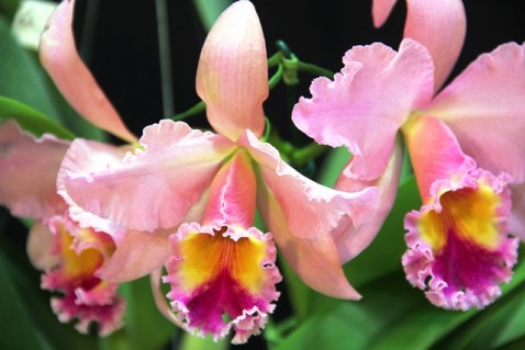 Blc. George King 'Serendipty'