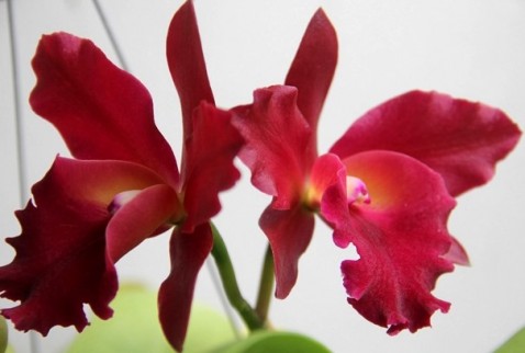 Blc. Nobile's Bruno Bruno