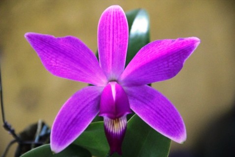 Cattleya violacea tipo