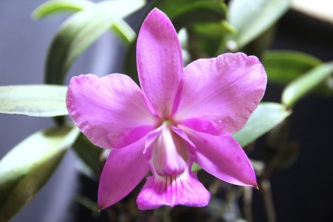 Cattleya walkeriana