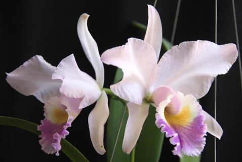 Cattleya labiata amesiana