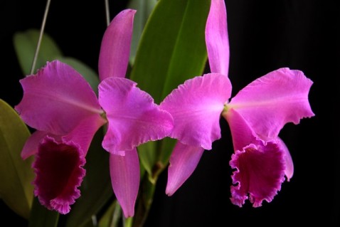 Cattleya labiata rubra