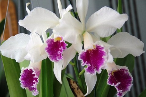 Cattleya labiata semialba