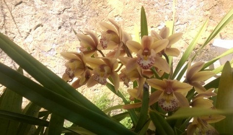 Cymbidium