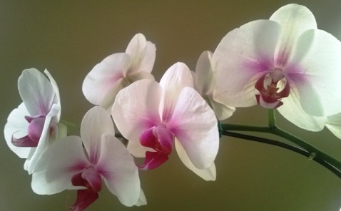 Phalaenopsis