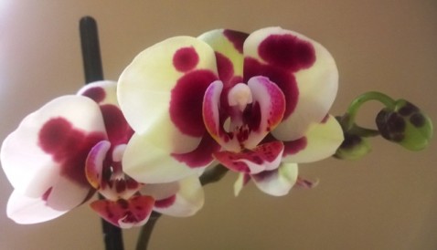 Phalaenopsis