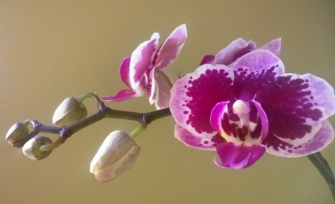 Phalaenopsis