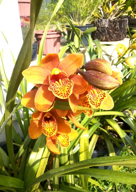 Cymbidium