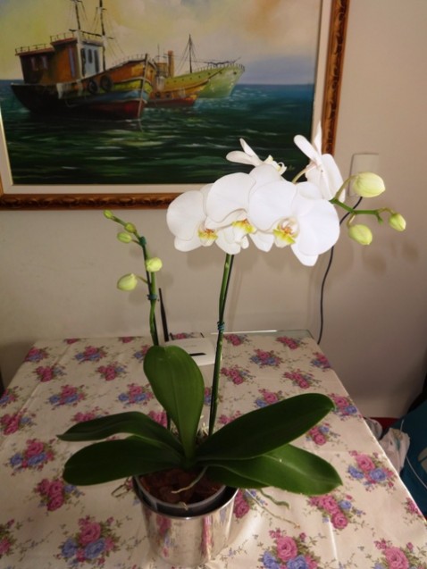 Phalaenopsis alba.