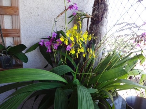 Oncidium e Spathoglottis.