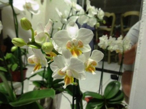 Phalaenopsis alba.