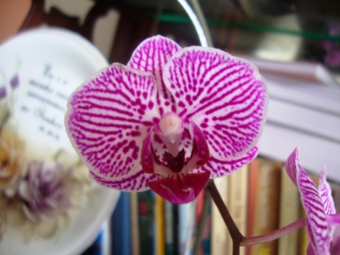 Phalaenopsis pintalgada.