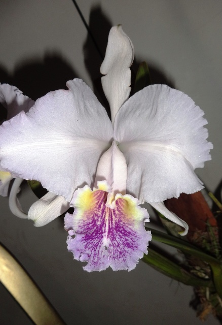 Cattleya lueddemanniana caerulea.