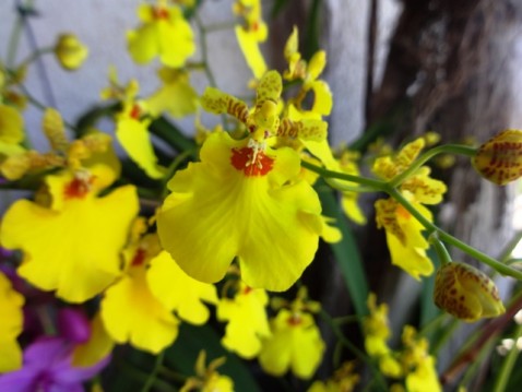 Oncidium.