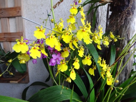 Oncidium e Spathoglottis.