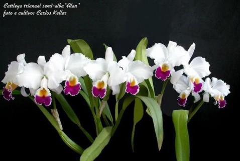 Cattleya trianae semialba 'Alan' (Cultivo e foto: Carlos Keller - Rio de Janeiro)