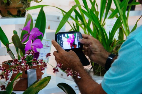 Visitante fotografa uma Cattleya labiata. (Foto: Marco Vasconcelos)