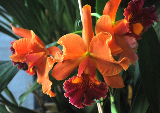 Blc. Nobile’s Golden Fire, ganhadora do Troféu Gerardo Carvalho.