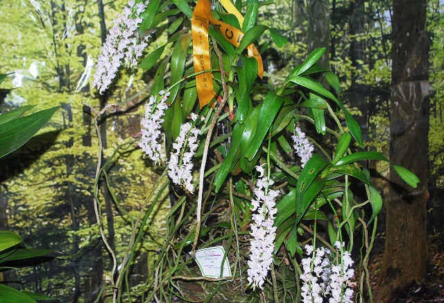 Aerides lawrenciae.