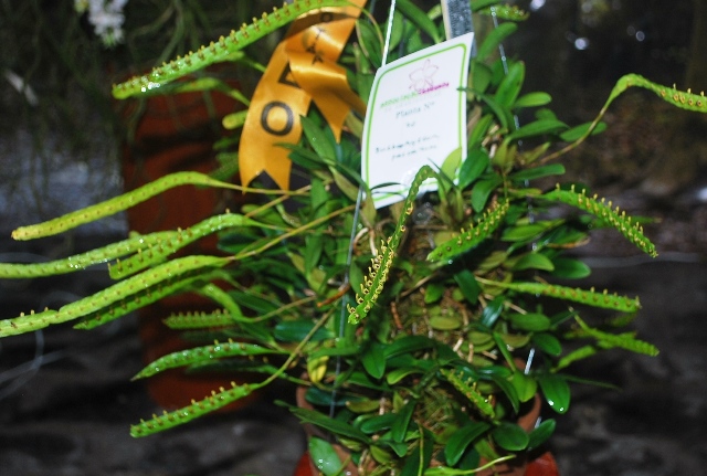 Bulbophyllum falcatum.