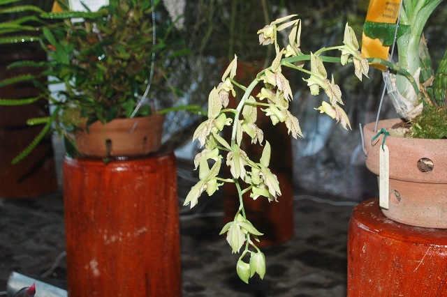 Catasetum ciliatum alba.