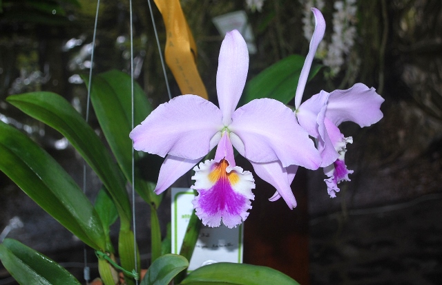 Cattleya labiata tipo.