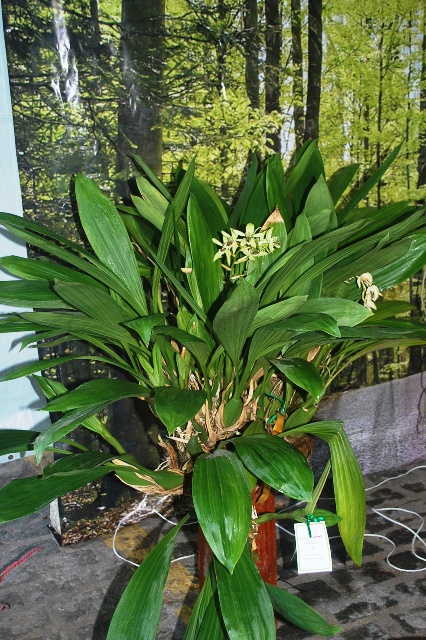 Coelogyne bufordiense.