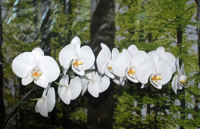 Phalaenopsis alba.