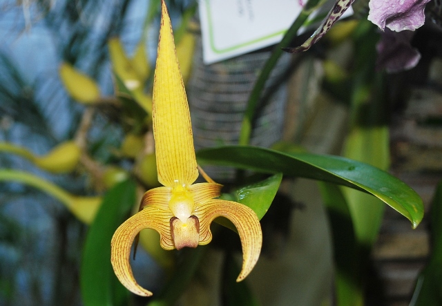 Bulbophyllum lobbii