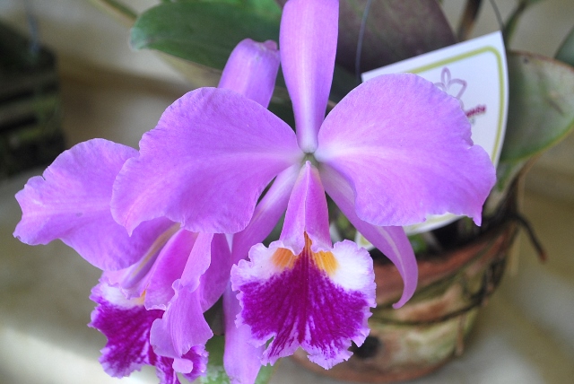 Cattleya labiata tipo