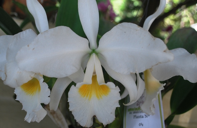 Cattleya labiata var. alba