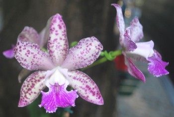 Cattleya Pedra da Gávea x C. Waikiki