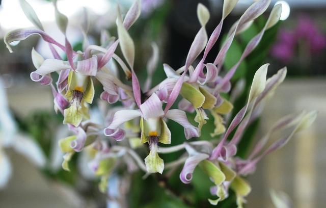 Dendrobium Caesar Sutik