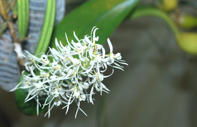 Dendrobium wassellii