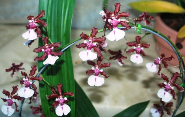 Oncidium Sharry Baby