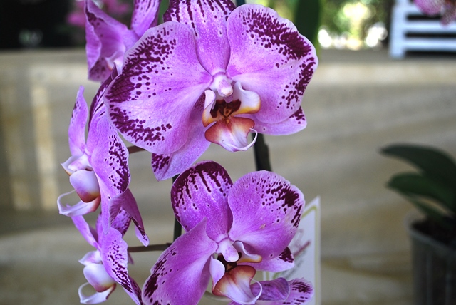 Phalaenopsis pintalgado