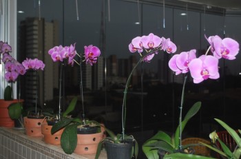 Phalaenopsis para os que "vestiram a camisa" da ACEO no FestOrquídeas