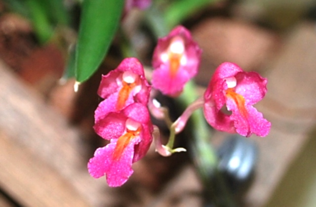 Rodriguezia lanceolata