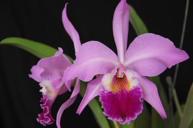 Cattleya labiata tipo