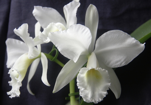 Cattleya labiata var. alba plena