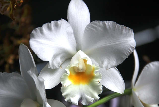 Cattleya labiata var. alba