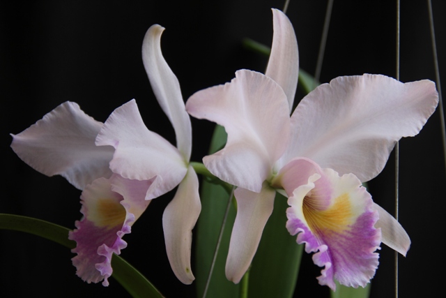 Cattleya labiata var. amesiana