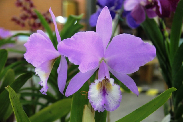 Cattleya labiata var. caerulea