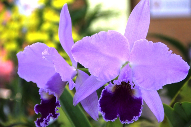 Cattleya labiata caerulea solferina