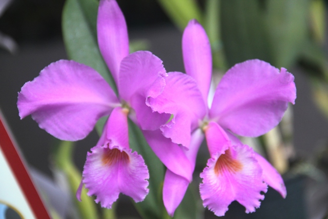 Cattleya labiata var. concolor