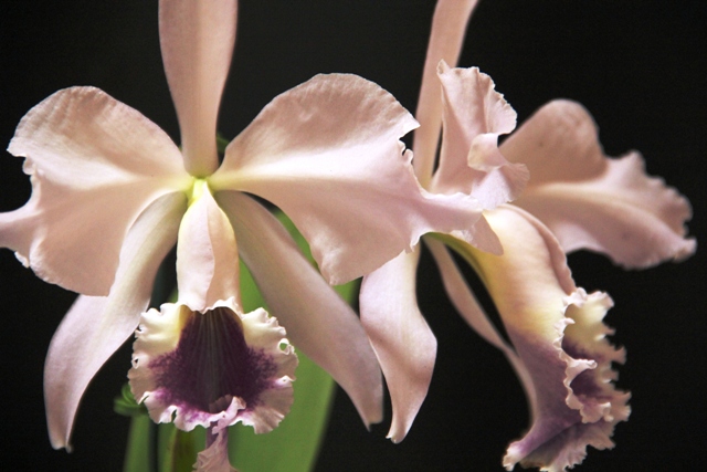 Cattleya labiata var. perolada