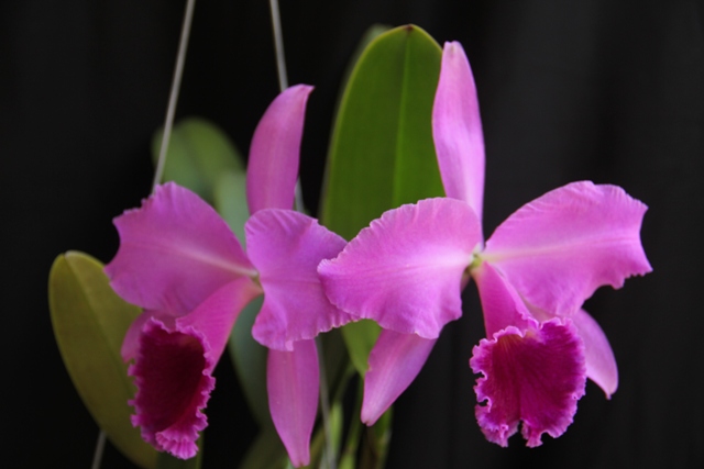 Cattleya labiata var. rubra