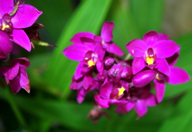 Spathoglottis unguiculata